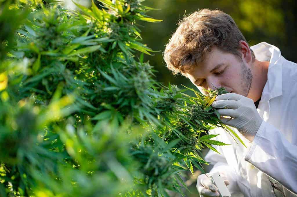 thca flower online, thca cannabinoid