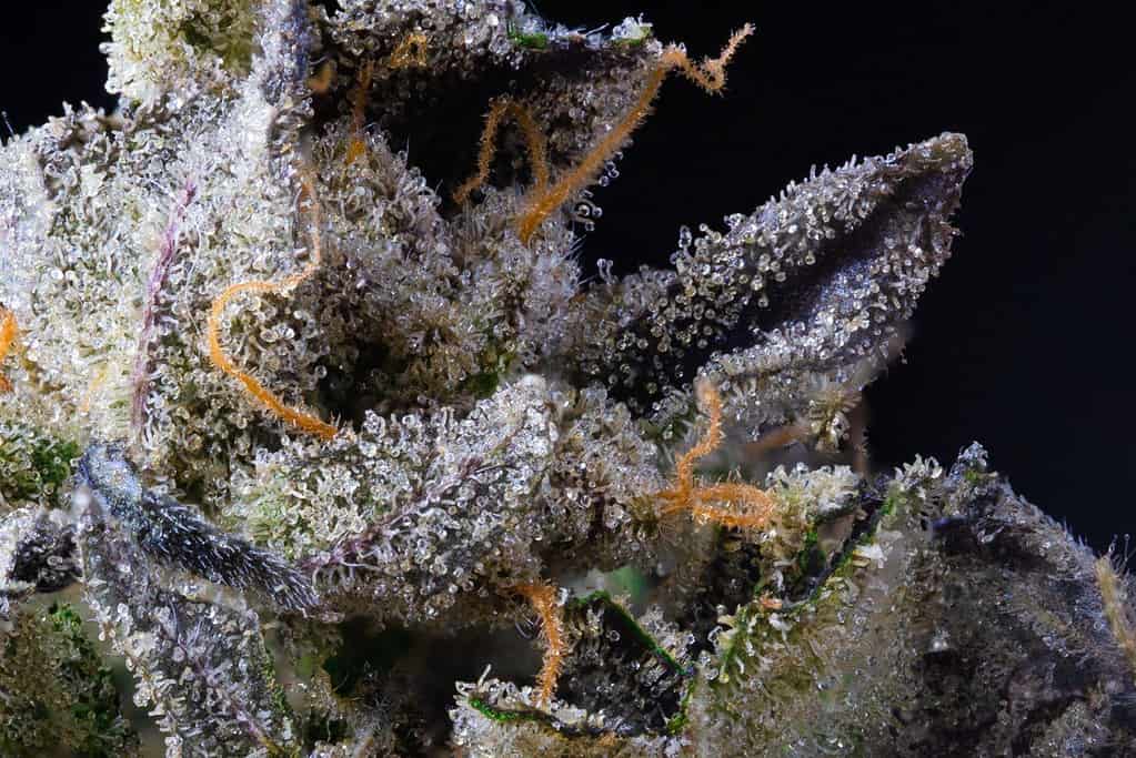 El Jay's Flower, thca to thc