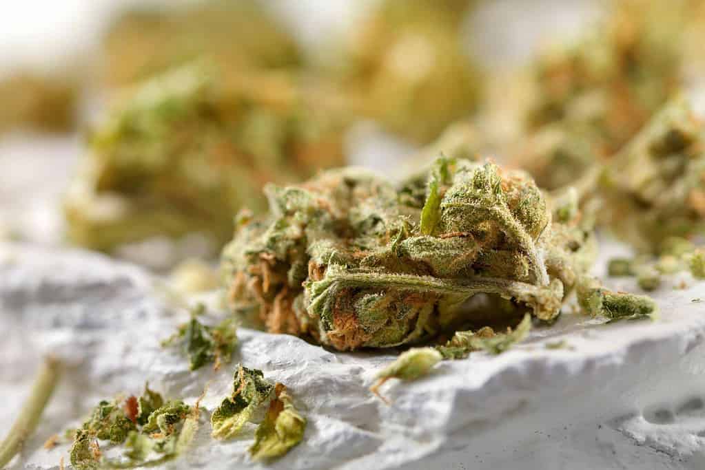 what is a high thca percentage