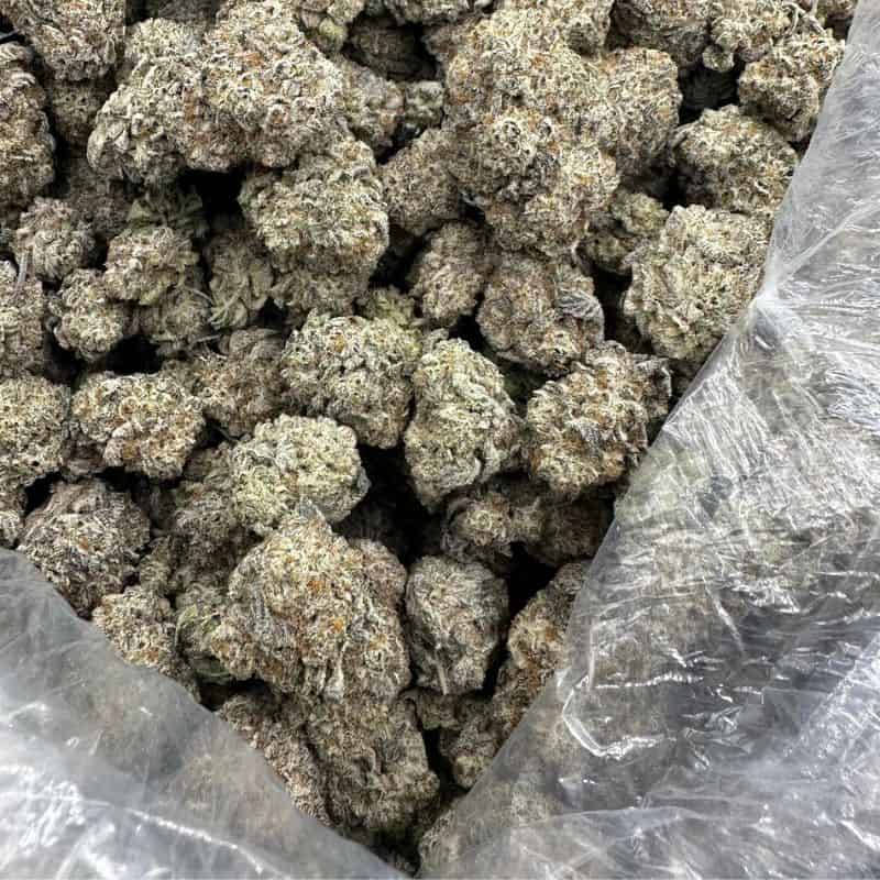 THCa flower pounds, my account, THCa Flower Quarter Pound, THCa Quarter Pound, Cheapest THCa Flower Online, THCa Flower 1/4 Pound, THCa Flower QP, THCa QP