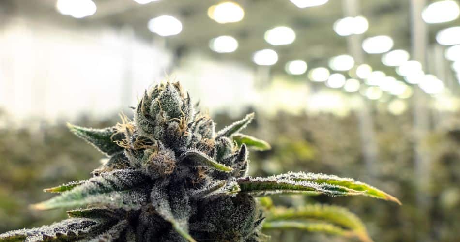exotic thca flower, thca side effects, THCA Flower vs THC Flower