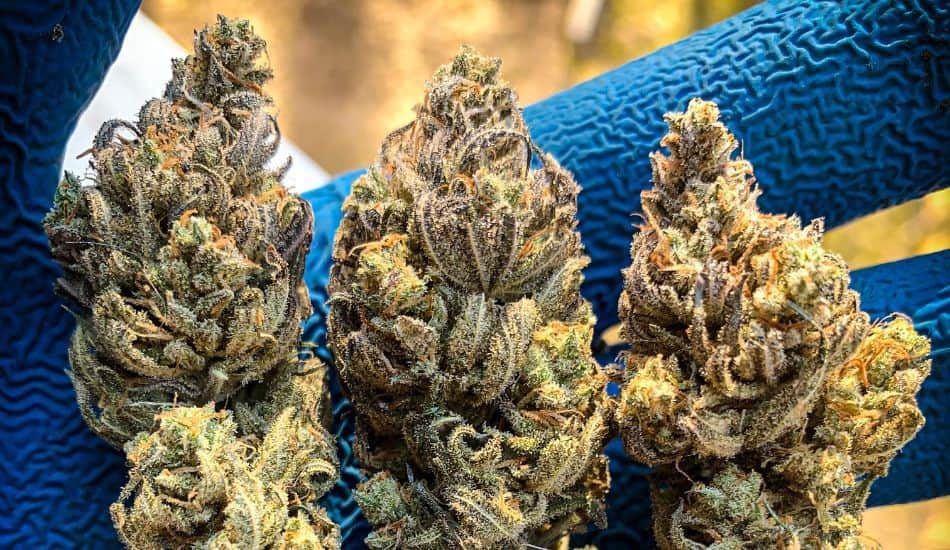 thca flower vs thc flower