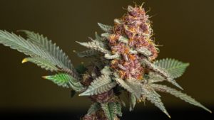 thca flowers