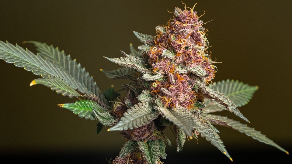 how is thca flower grown