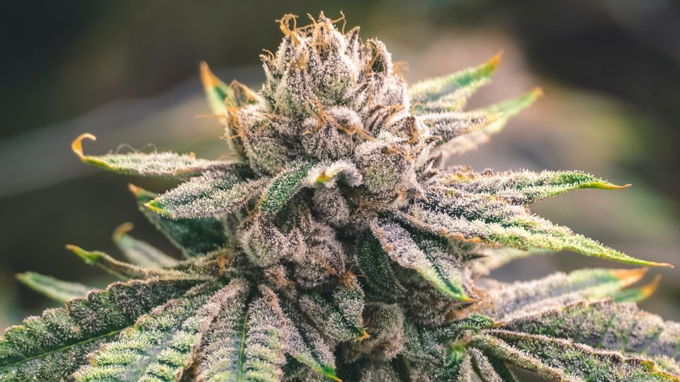 Platinum Lemon Cherry Gelato Strain