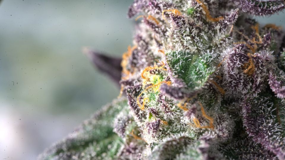 how is thca flower grown