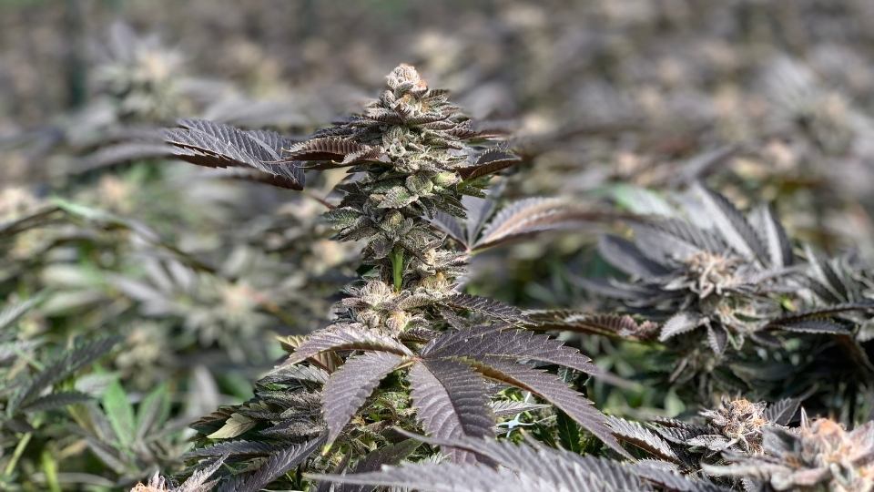 purple cookies strain