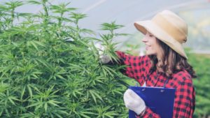 how is thca flower grown