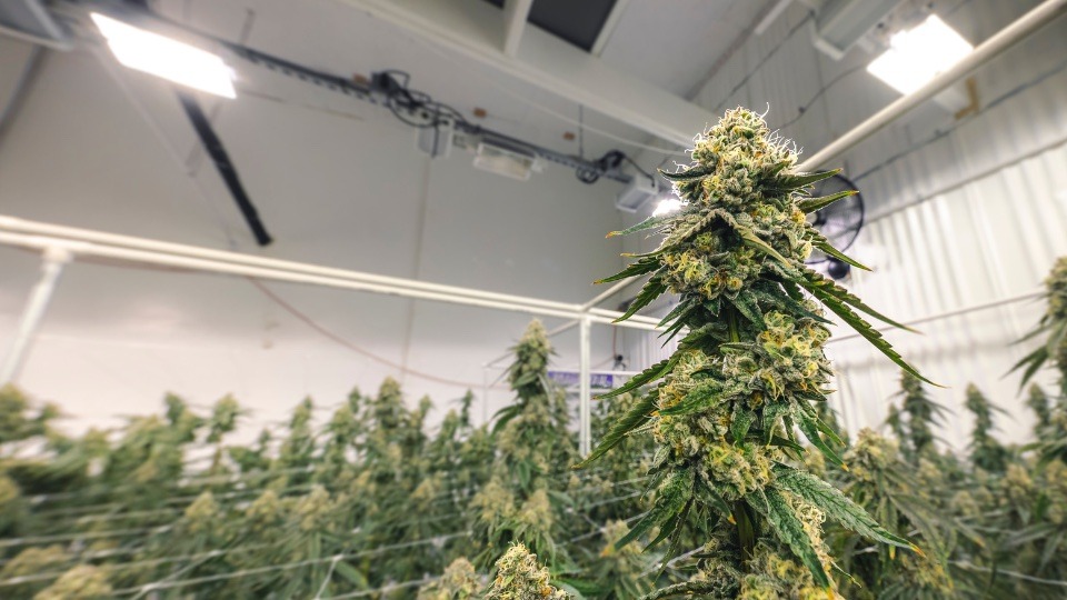 how is thca flower grown