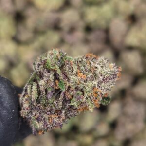Biscotti Gushers THCa Hemp Flower Pounds